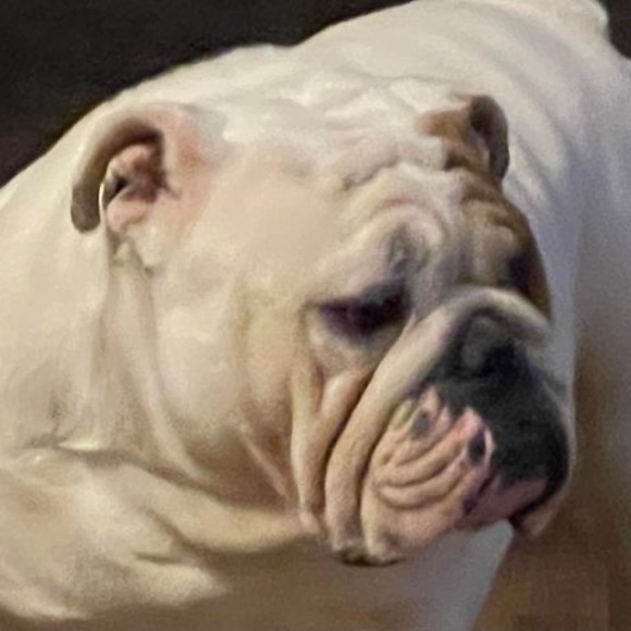 Meet your Posher, Labontebulldogs - Picture 1 of 1